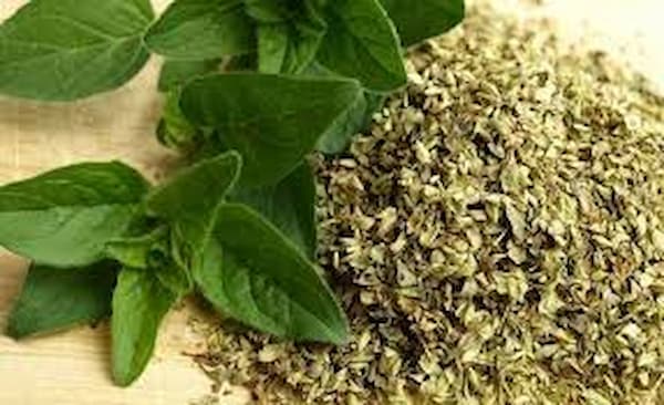 تصویر 1 از فروش نعناع فلفلی خشک شده + قیمت خرید به صرفه